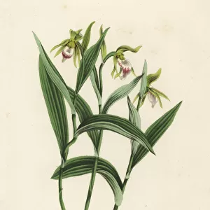 Ram s-head lady s-slipper orchid, Cypripedium arietinum
