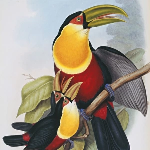 Ramphastos dicolorus, red-breasted toucan
