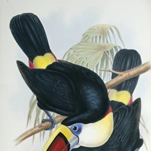 Toucans Collection: Channel Billed Toucan
