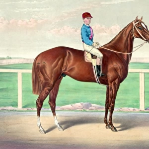 Ready for the signal: the celebrated running horse Harry Bas