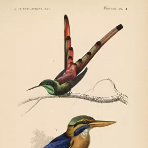 Kingfishers Collection: Rufous Collared Kingfisher