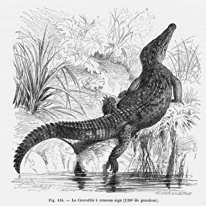 Reptiles / Crocodile
