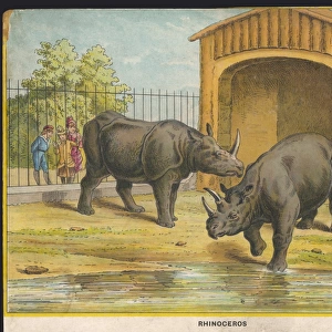 Rhinoceros Zoo