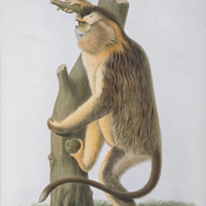 Rhinopithecus roxellanae, snub-nosed monkey
