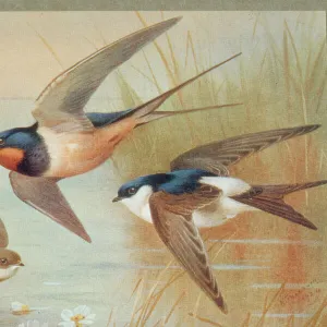 Riparia riparia, Hirundo rustica, Delichon urbica