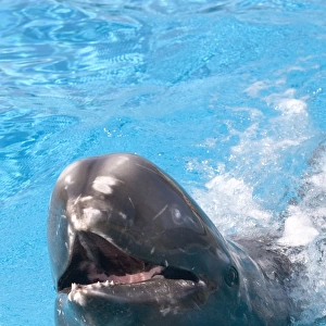 Rissos Dolphin with nose sticking out of water