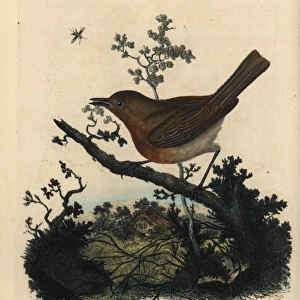 Robin redbreast, Erithacus rubecula