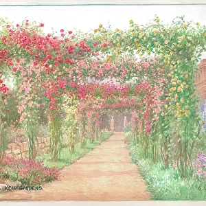 The Rose Pergola, Kew Gardens