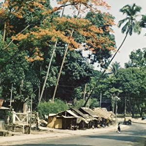 Royal Poinsiana in Churchill Road - Rangoon