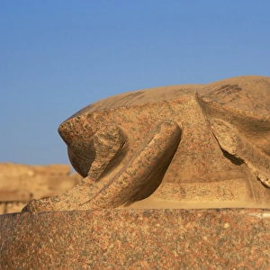 Sacred beetle. Giant statue, built by Pharaoh Amenhotep III