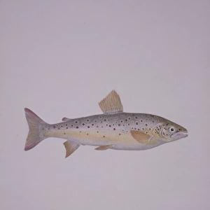 Salmo trutta, brown trout