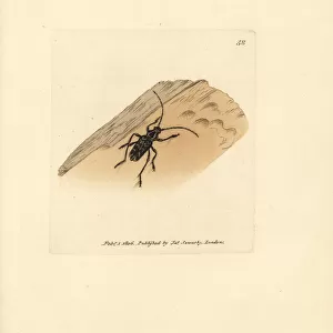 Sarosesthes fulminans beetle
