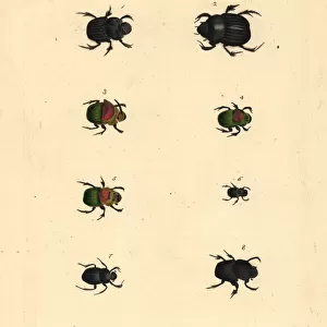 Beetles Collection: Black Dung Beetle