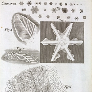 Schem VIII from Robert Hookes Micrographia