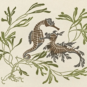 Two seahorses with seaweed