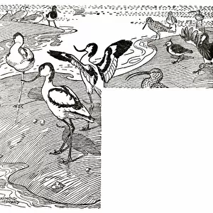 Seashore scene with avocets and rare birds