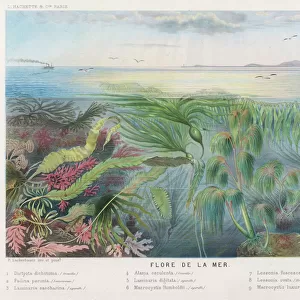 Seaweed & other Flora