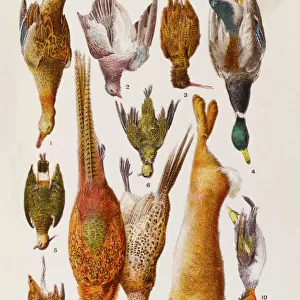 Awe-Inspiring Bird Prints: Ducks