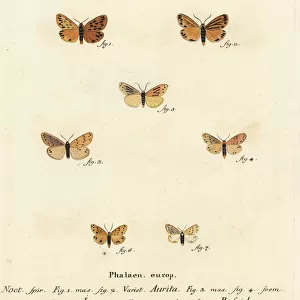 Setina aurita, dew moth and Setina roscida