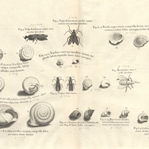 Shell and insect illustration