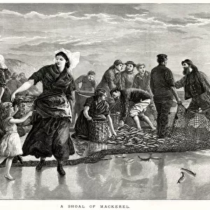 Shoal of mackerel 1873