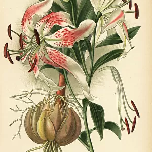 Showy lily, Lilium speciosum