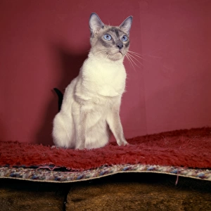 Siamese cat with red background