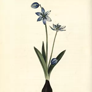 Siberian squill or wood squill, Scilla siberica