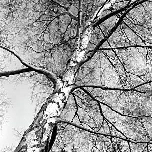 A Silver birch tree - winter