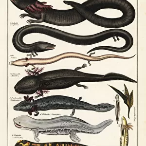 Salamanders Collection: Amphiumas