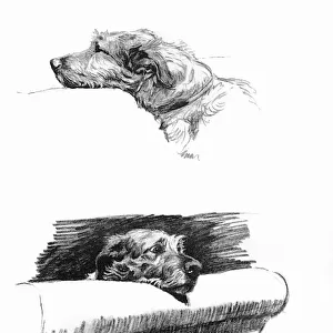 Sketches of an Irish Wolfhound by Cecil Aldin
