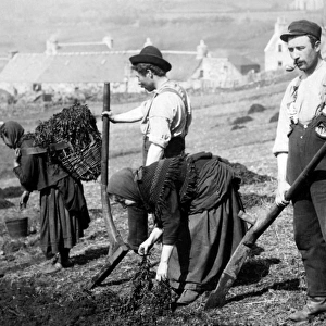Skye crofters planting potatoes, Scotland