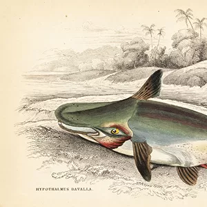 Slopehead catfish, Ageneiosus inermis