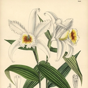 Sobralia leucoxantha, white orchid native to Costa Rica