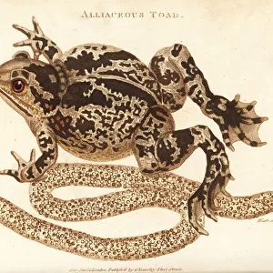 Spadefoot or garlic toad, Pelobates fuscus