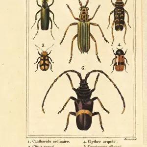 Beetle Collection: Flat Bark Beetles
