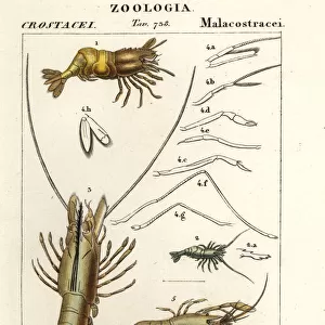 Species of shrimp