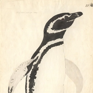Penguins Collection: Magellanic Penguin