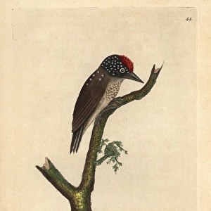 Spot-breasted woodpecker or least woodpecker