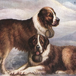St Bernard Rescue Dogs