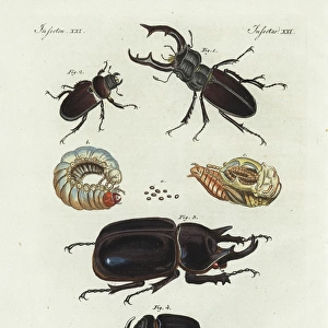Stag beetle, rhinoceros beetle and European