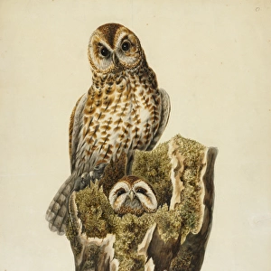 Strix aluco, tawny owls