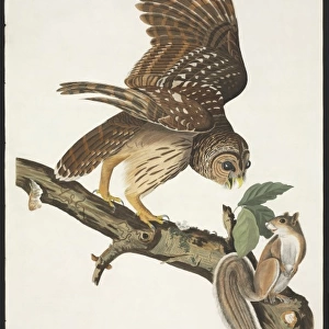 Strix varia, barred owl