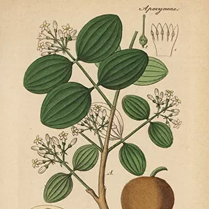 Strychnine tree, Strychnos nux-vomica