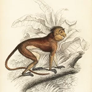 Sumatran surili, Presbytis melalophos. Endangered