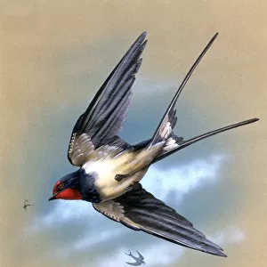 Swallows And Martins Collection: Related Images