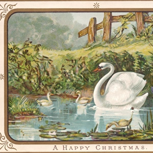 Swan and cygnets on a Christmas card
