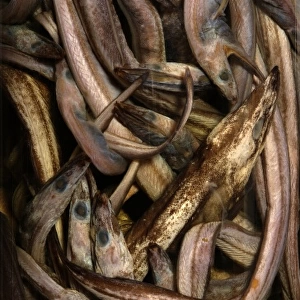 Synaphobranchus kaupi, arrowtooth eel