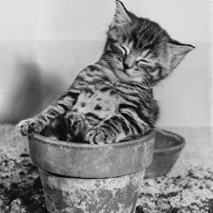 Tabby kitten sitting in a plantpot