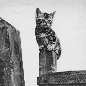 Tabby kitten sitting on a wooden gatepost